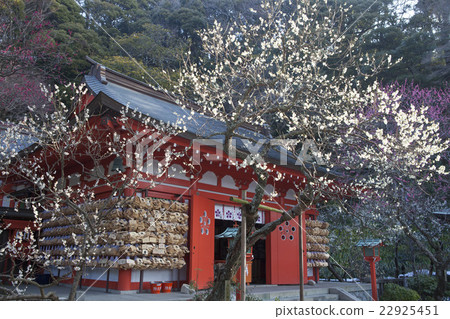 Ebana Tenjin公司的梅花 22925451