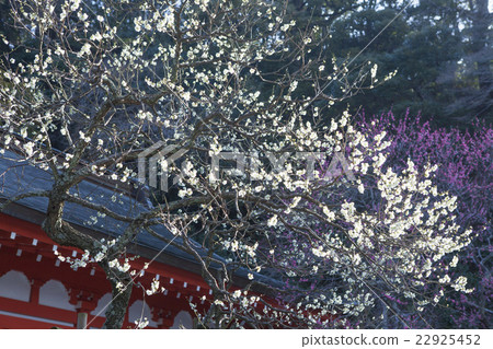 Ebana Tenjin company's plum 22925452