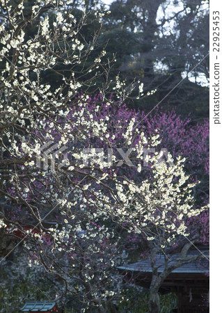 Ebana Tenjin company's plum 22925453