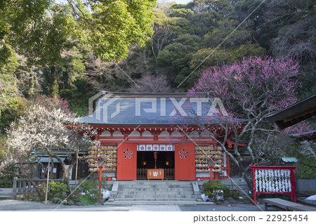 Ebana Tenjin company's plum 22925454