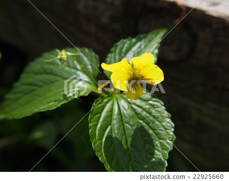 Toukakisumire 22925660