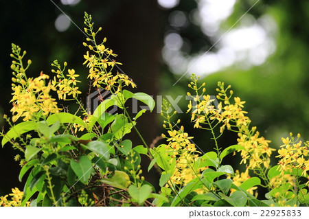 Peradenia植物園 22925833