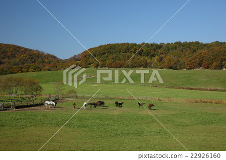 Autumnal leaves and horses in Hidaka, Hokkaido Autumnal leaves and horses in Hidaka, Hokkaido 22926160