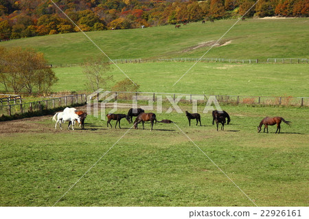 Autumnal leaves and horses in Hidaka, Hokkaido Autumnal leaves and horses in Hidaka, Hokkaido 22926161