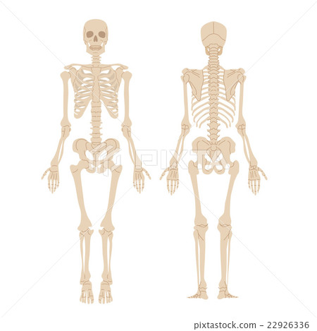 Human skeleton illustration 22926336