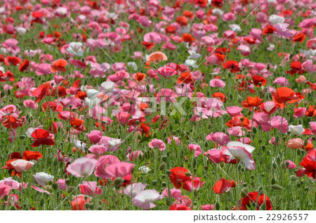 Chirley Poppy Chirley Poppy 22926557