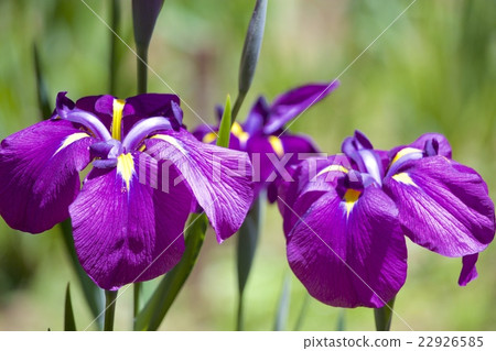 明治神宮的虹膜 22926585