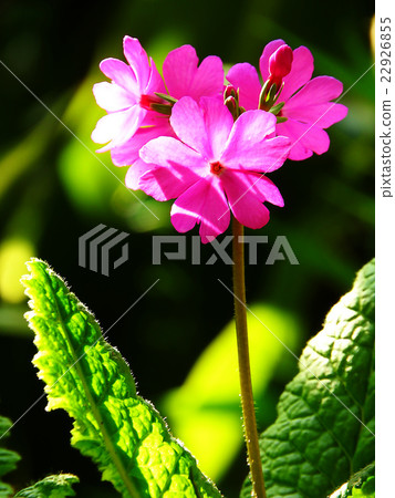 Primula Primula 22926855