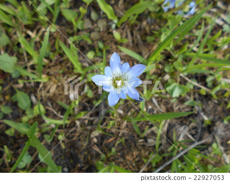 Tateyama Gentian 22927053
