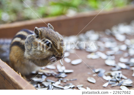 Squirre 22927082