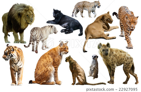 Set of African predators isolated over white Set of African predators isolated over white 22927095