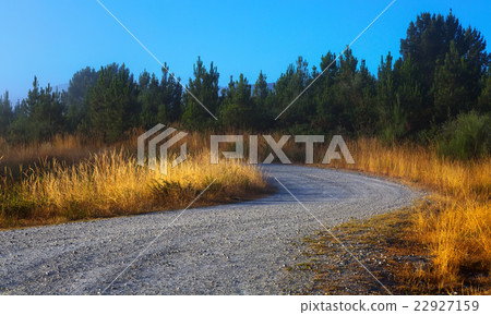 pine forest and road pine forest and road 22927159
