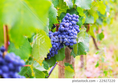 Close-up of vineyards plant 22927220