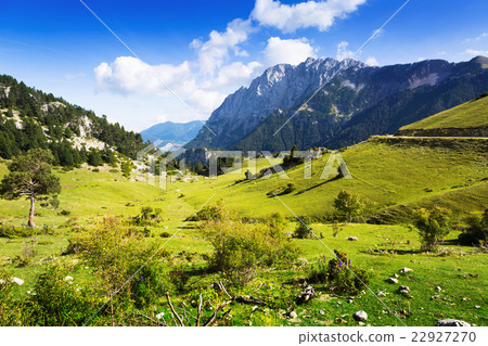 Mountain meadow a 22927270
