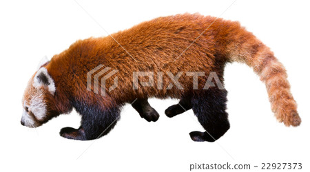panda panda 22927373
