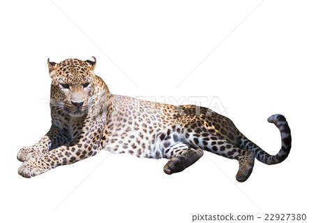 Leopard resting 22927380