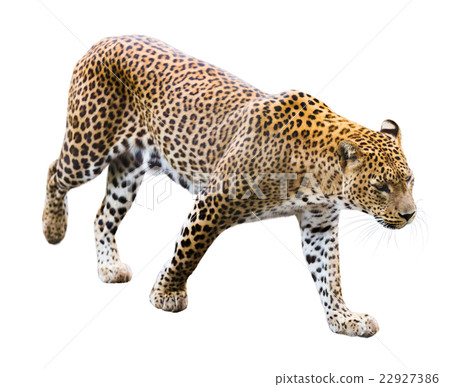 Leopard isolated Leopard isolated 22927386