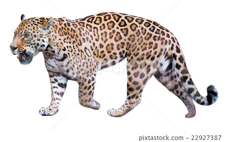 movement jaguar 22927387