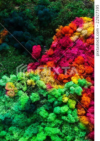 lichen on moss-grown surface 22927395