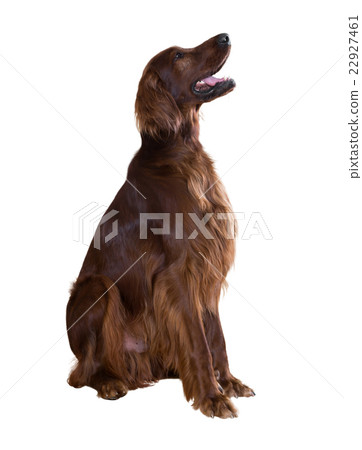 Irish Setter Irish Setter 22927461