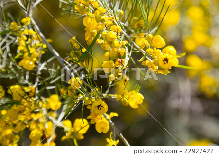 Closeup of Senna artemisioides plant Closeup of Senna artemisioides plant 22927472