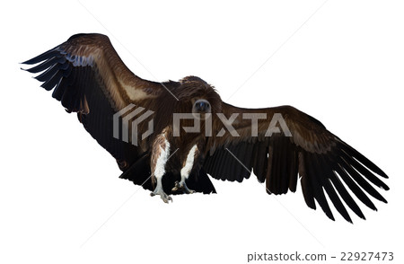 Flying vulture 22927473