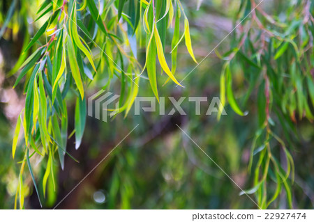 Background with jarrah leaves Background with jarrah leaves 22927474