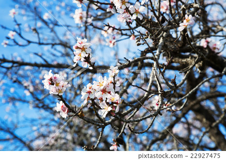 Blossoming cherry shrub in blue sky 22927475