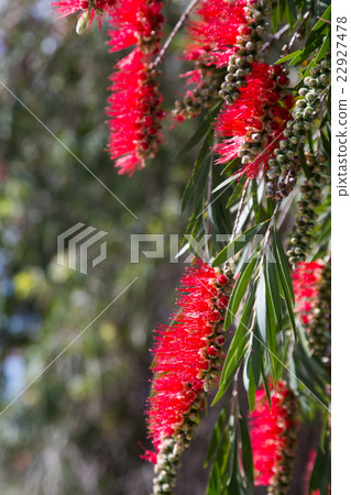 Callistemon viminalis Callistemon viminalis 22927478