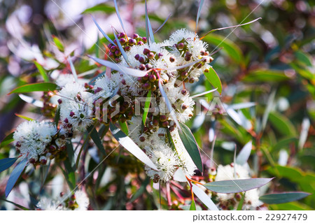 blossoming soap mallee plant 22927479