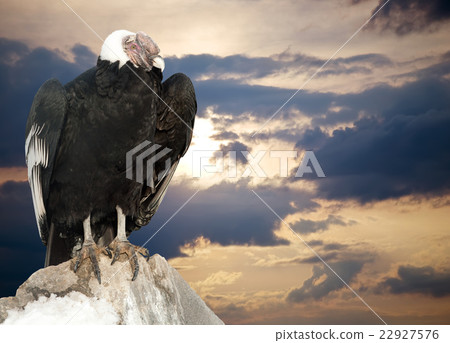 Andean condor 22927576