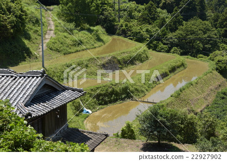 小米梯田 22927902