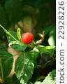 A strawberry 22928226