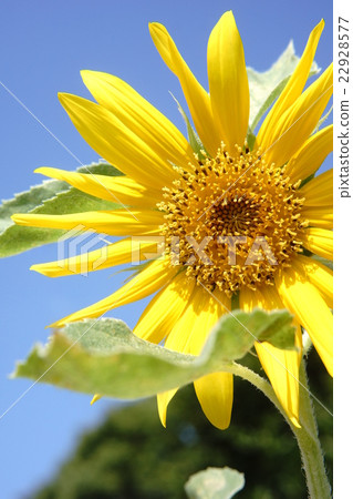 sunflower	 22928577