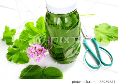 使用草藥製作驅蟲劑 使用草藥製作驅蟲劑 22929281