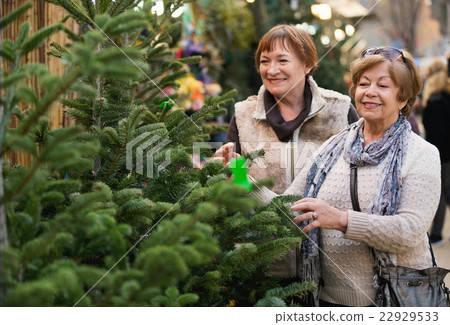 Happy smiling elderly women selecting spruce Happy smiling elderly women selecting spruce 22929533