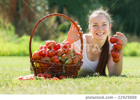 woman picking tomato in field woman picking tomato in field 22929888