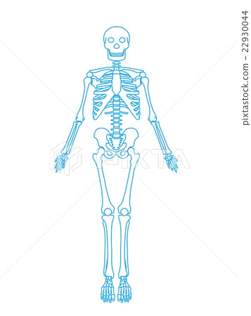 Whole body skeleton 22930044