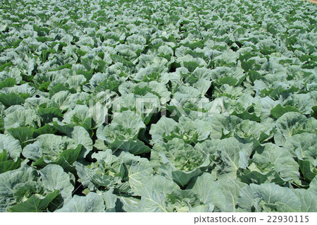 Cabbage's highland vegetable field Cabbage's highland vegetable field 22930115