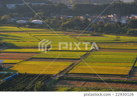 俯視桔子領域的稻田收割期 俯視桔子領域的稻田收割期 22930126