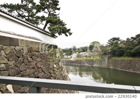 東京觀光信息櫻花現場·乾燥的街道上的櫻花和乾燥的護城河·從皇宮北塔橋俯瞰的水平位置 22930140