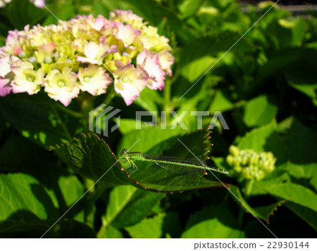 Hydrangea and Ittombo 22930144