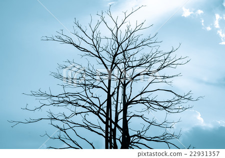 Trees in silhouette on blue sky background 22931357