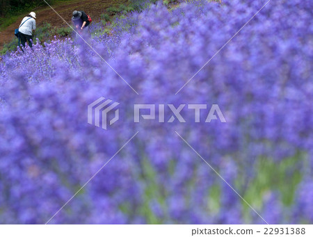 薰衣草採摘 薰衣草採摘 22931388