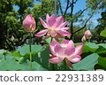 Lotus flower  22931389
