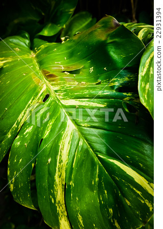 Mexican jungle huge leaves Mexican jungle huge leaves 22931394