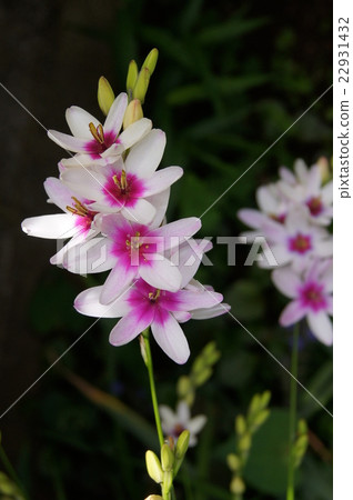 Ixia blooming in the garden 22931432