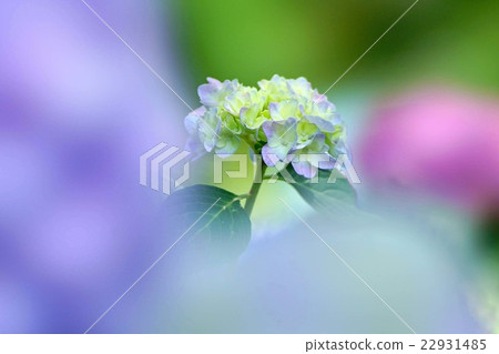 繡球 繡球 22931485