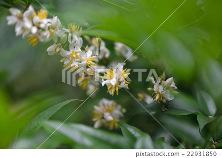 Southern flowers Southern flowers 22931850
