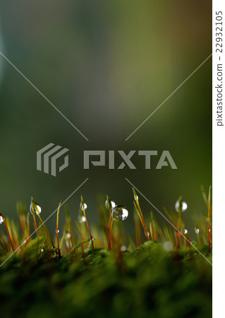 苔蘚和水滴 22932105